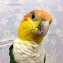 シロハラインコ　２０２１年３月生まれ