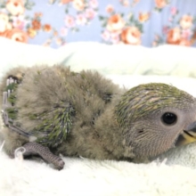 ほっやほっやです！　１０／６撮影
