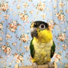 シロハラインコ？　9/１０撮影