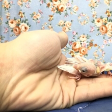 ツルツル文鳥　白文鳥のひな　１０／２０撮影