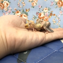 生きた化石？　シナモン文鳥のひな　１０／２０撮影