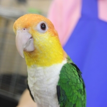 手乗り練習中!!シロハラインコちゃん