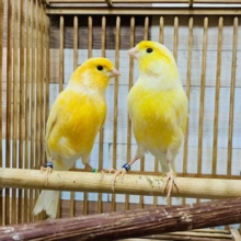 鮮やかなイエロー!レモンカナリアさん♪
