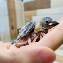 定番人気!!シルバー文鳥さん☆