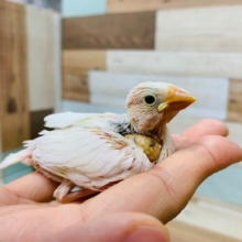 人気の白文鳥さんです♪