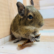 仲良しちゃんズ♡デグーちゃん!!