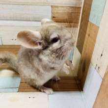 カキカキできます♪チンチラちゃん♡