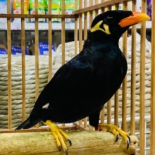 おめめくりくり♪九官鳥さん☆