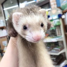ちびっ子来ました！マーシャルフェレット（バタースコッチ）　男の子