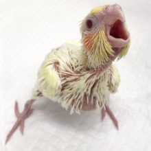 定番カラー！オカメインコ（ルチノー）