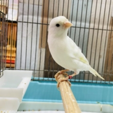 鳴きローラーカナリアの男の子！①