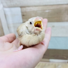 淡いカラーが魅力的✨シナモン文鳥ヒナ！