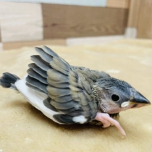 食いしん坊な文鳥さん☆桜文鳥のヒナ！