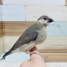 羽根が綺麗に生え揃いました〜☆桜文鳥