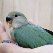 キレイなブルーグリーンです！小桜インコブルーチェリー