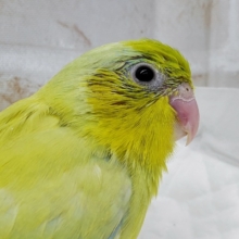 小さいよ！マメルリハアメリカンイエロー