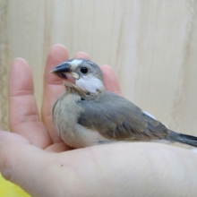 美形！な桜文鳥さんいますよ〜
