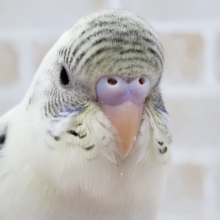 セキセイインコの4色ハルクィンいます