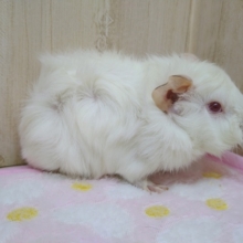 真っ白なクリクリ毛！巻毛モルモットさんいますよ〜