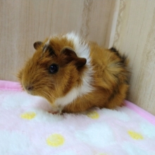 明るい茶色に白いマフラー巻いてます！巻毛モルモットさんいますよ〜