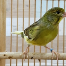 見た目より鳴き声！ナキローラーカナリア