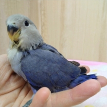 美カラー！小桜インコヴァイオレットさんいますよ〜