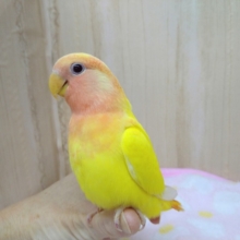 最新画像・動画あり！極美！小桜インコ「ビタミンちゃん」さらにキレイになりました～