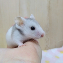 ちょっと変わった冬カラーのハムちゃん来ましたよ！