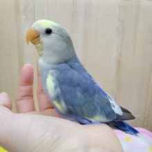 最新画像あり！キレイなパイドです！小桜インコヒナ来ました〜