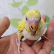 ダブルファクターのインコさん☆