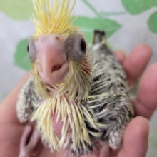 綺麗なパールのオカメインコさん☆