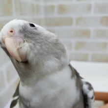ご立派に育ちました。オカメインコホワイトフェイスパイド