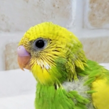 個性的なカラー💚 セキセイインコ(スパングルパイド)