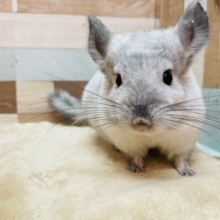 最新画像有り☆モチモチになる予感！？チンチラパイドカラーの男の子！