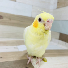 超ホヤホヤ最新画像！てちてち歩いてきます…オカメインコヒナ(ルチノー)