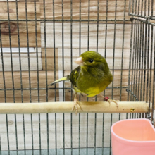 鳴きローラーカナリアの男の子！②