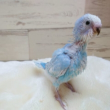ウロコ模様がｷﾚｲなコ～～　セキセイインコ　スパングル　2021　11月4日
