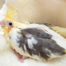 コロッコロの体型です♪　オカメインコ　パイド　2021　11月4日