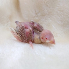 ｷﾚｲなコ。。透明感ある赤目さん☆　シナモン文鳥　2021　１１月４日