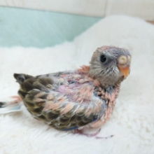 久々でｺﾞｻﾞｲﾏｽ！　ローズアキクサインコ～～