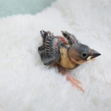 感情表現わかりやすいんです！　桜文鳥〜～