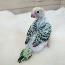 ちょっと珍しくエメラルドグリーンのセキセイインコ　エメラルドオパーリンっ　2021　11月19日
