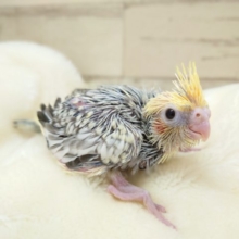 つんつんつんつんつん～～筆毛☆　オカメインコ　パールパイド