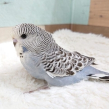 でっかいね。。。背中っ　むっちりジャンボセキセイインコ～～