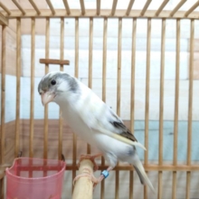 かなり久しぶりの！鳴ローラカナリアきました！