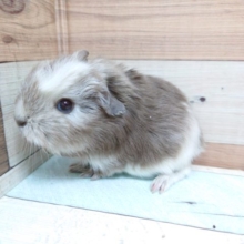 つむじさん。。♬　クレステッドモルモットでｺﾞｻﾞｲﾏｽ！！