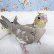 順調じゅんちょう～～オカメインコ　シナモンでｺﾞｻﾞｲﾏｽ☆