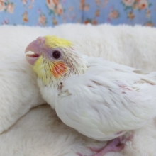 むちむちのばでぃ＆えがおのオカメインコですっ～～