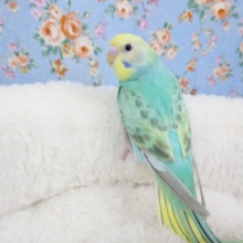 最新画像です☆　セキセイインコ(パステルレインボー)  2021年9月生まれ