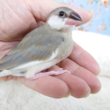 手、指先が大好きなコ♪　桜文鳥ですっ